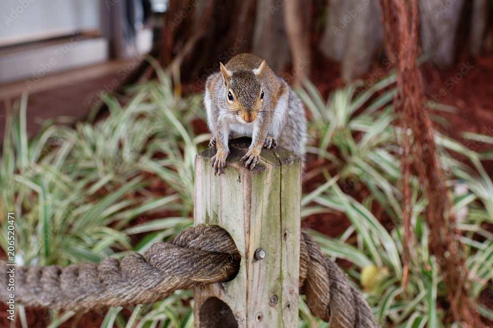 Adorable squirrel watching and waiting for food Adorable squirrel watching and waiting for food