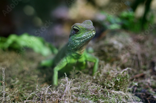 Close up of a green lizard looking straight into the camera