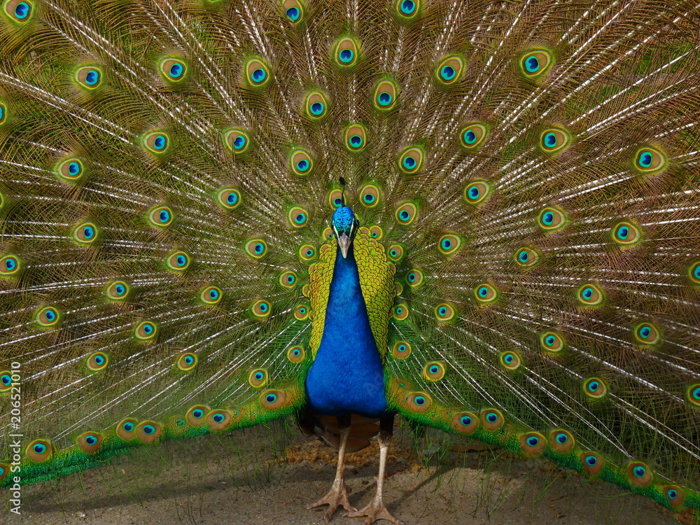 Obraz premium Mil ojos