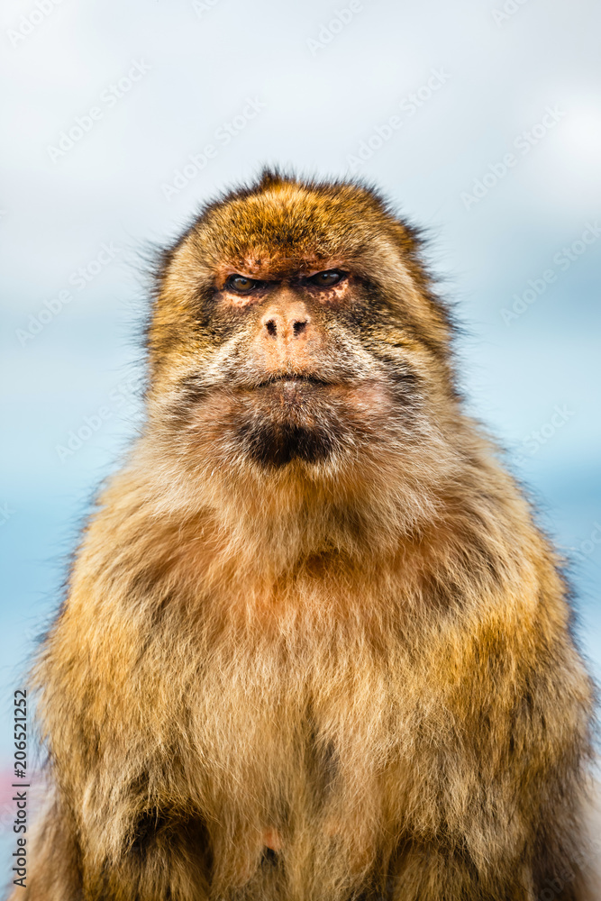 portrait of a wild male macaque. Macaques are one of the most famous attractions of the British overseas territory portrait of a wild male macaque. Macaques are one of the most famous attractions of the British overseas territory