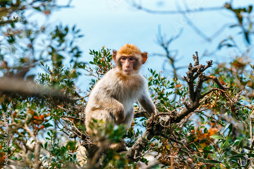 Portrait of a young macaque.  Macaques are one of the most famous attractions of the British overseas territory