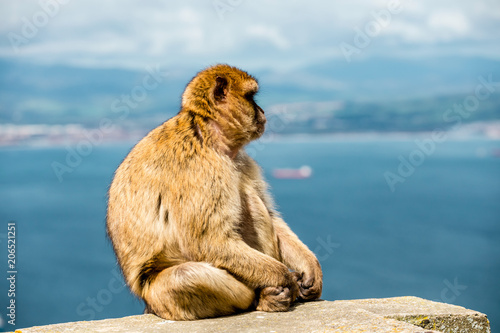 Portrait of a wild female macaque.  Macaques are one of the most famous attractions of the British overseas territory