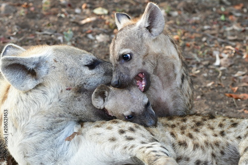 female of spotted hyaena with two cubs,Kruger National park in South Africa