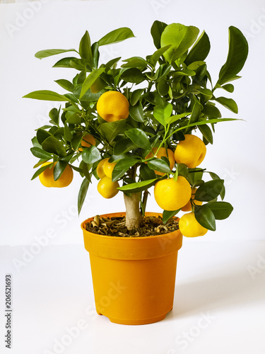 alberello di mandarini