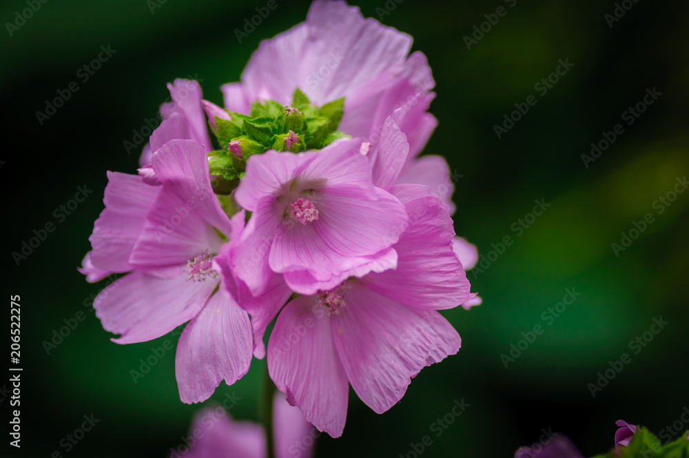 Malva a genus of herbaceous annual, biennial and perennial plants of the Malvaceae family, one of the most closely related genera in the family. Malva a genus of herbaceous annual, biennial and perennial plants of the Malvaceae family, one of the most closely related genera in the family.