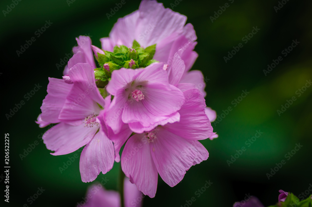 Malva a genus of herbaceous annual, biennial and perennial plants of the Malvaceae family, one of the most closely related genera in the family.