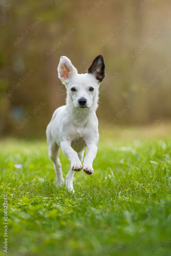 Rennender Mischlingshund