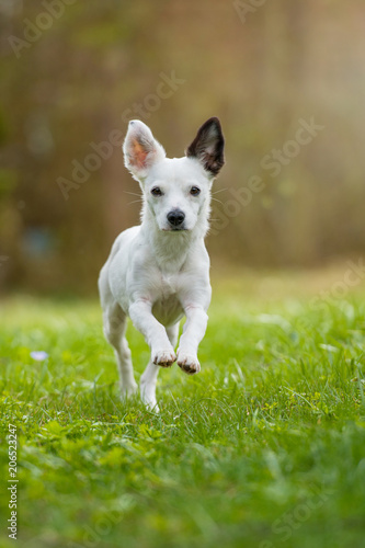 Rennender Mischlingshund © DoraZett