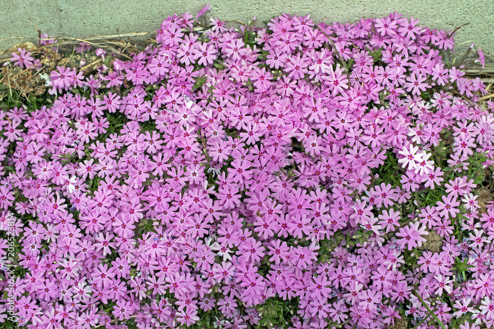Beautiful lavendar phlox in full bloom against a cement wall on a spring day in Missouri. Beautiful lavendar phlox in full bloom against a cement wall on a spring day in Missouri.