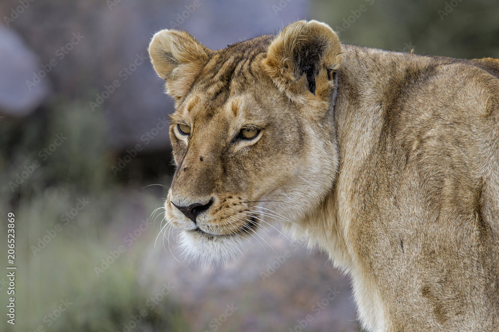 Portrait from a lioness, resting in a granite kopje in the Serengeti National Park in Tanzania Portrait from a lioness, resting in a granite kopje in the Serengeti National Park in Tanzania