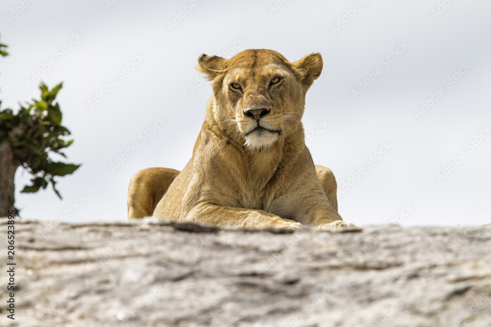 Lioness on a granite kopje in Serengeti National Park in Tanzania