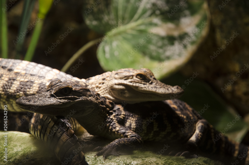 Obraz premium Everglades