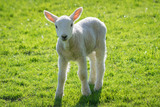 Young Newborn Lamb Standing in Field on Sunny Day