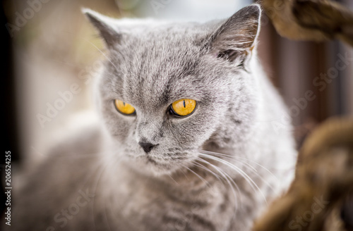 British Shorthair cat with blue and grey fur
