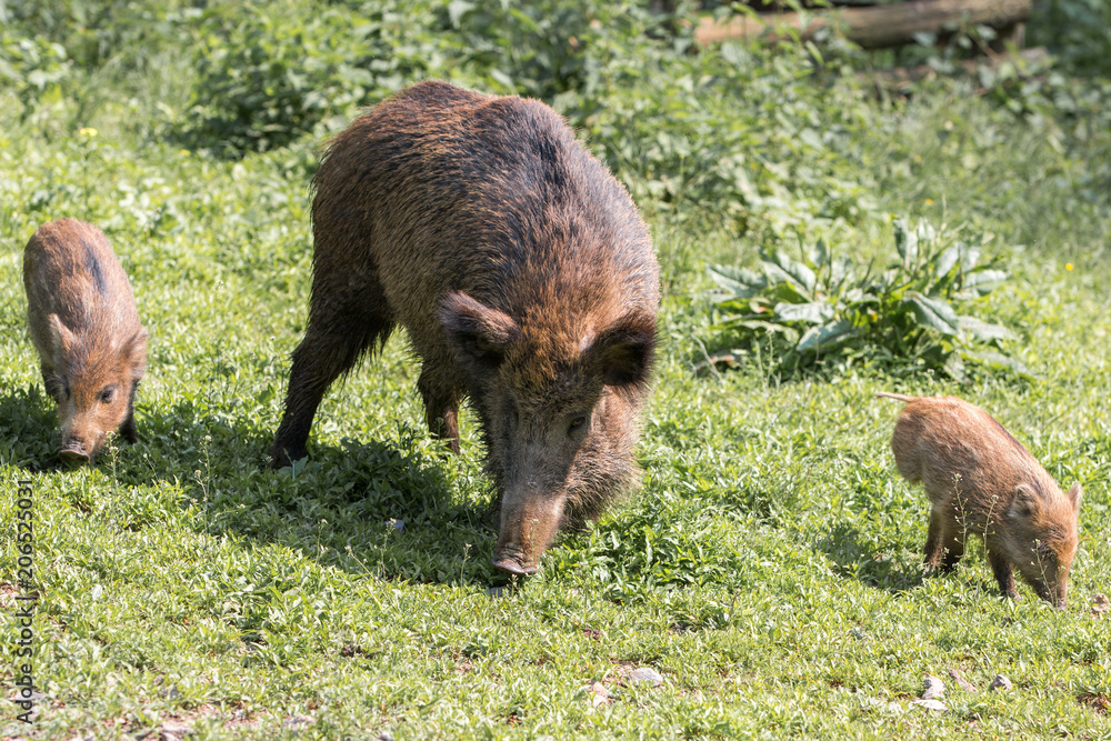 Bache und Frischlinge Wildschweine (Sus scrofa) Stock-Foto | Adobe Stock