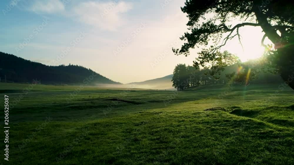Forest landscape and morning fog in spring
