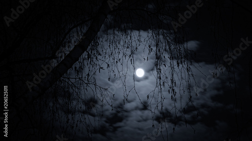 Birch branches on the background of the moon in the clouds