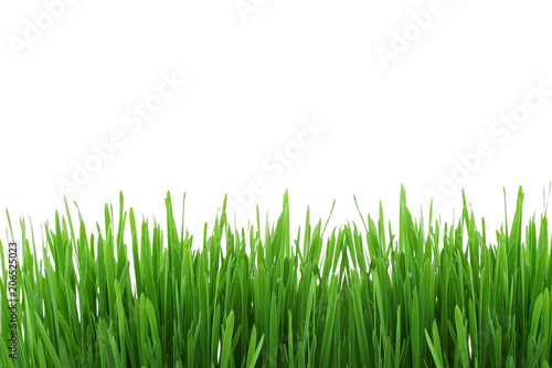 Green grass meadow border pattern. Spring or summer nature plant field lawn. Grass isolated on white background.Design for web,montage,banner decor.Copy space empty blank for text.
