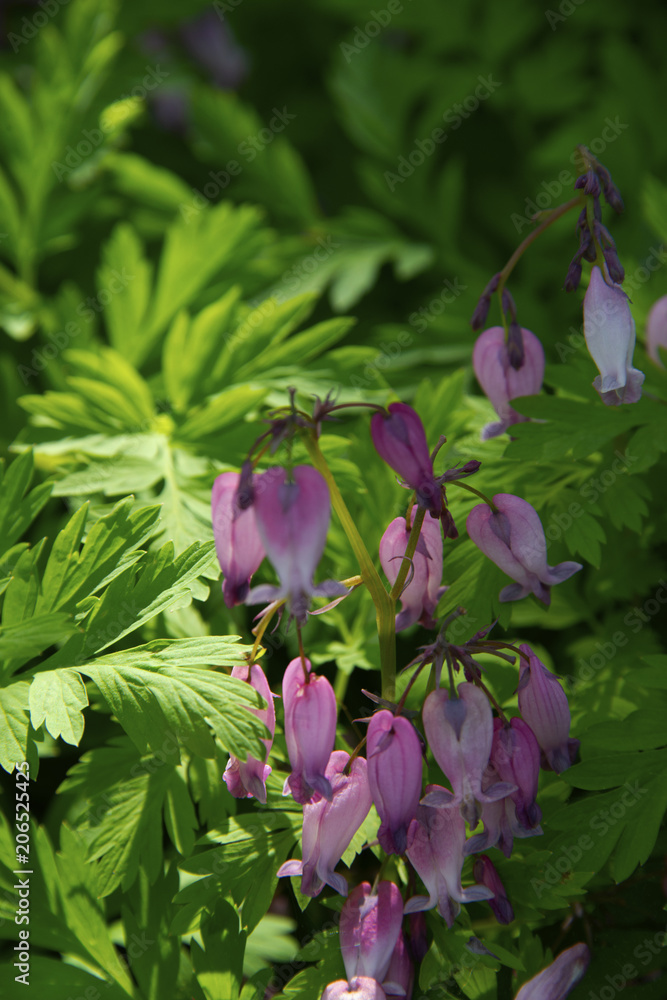 Flowers on a dark green background Flowers on a dark green background