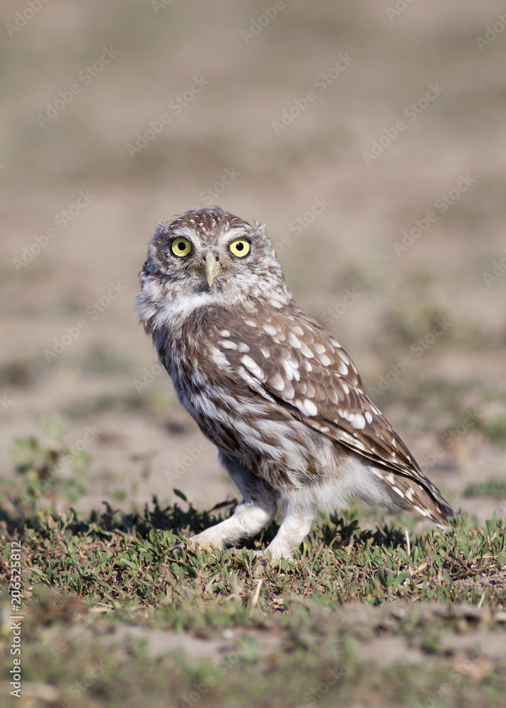 Funny animal - vertical image of an owl as looking in the grass Funny animal - vertical image of an owl as looking in the grass