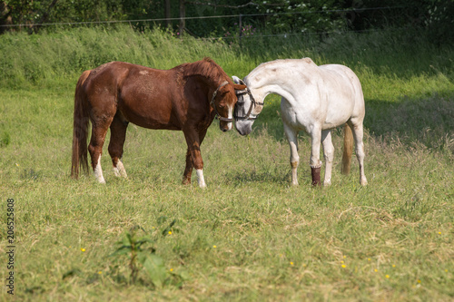 zwei Pferde begrüssen sich auf der Wiese © mavcon