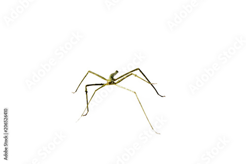 Wallpaper Mural Annam Stick Insect. Annam Walking Stick. Torontodigital.ca