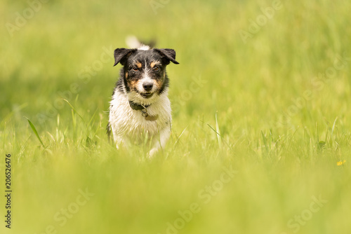 dog running across the meadow - cute Jack Russell Terrier 3 years old 