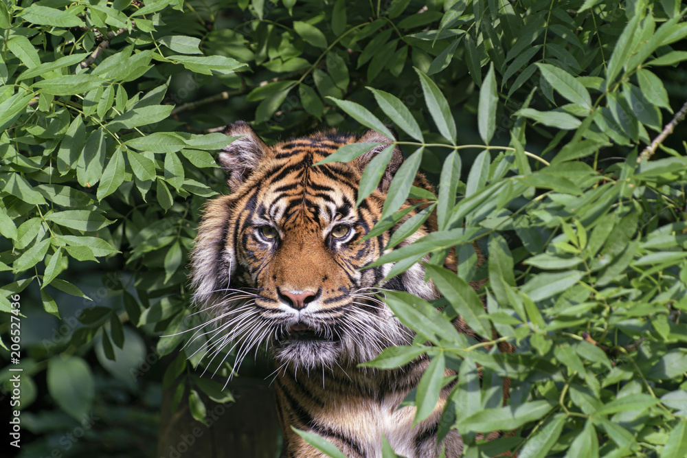 Tiger in a tree Tiger in a tree