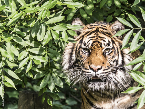 Tiger ijn a tree  caplivity 