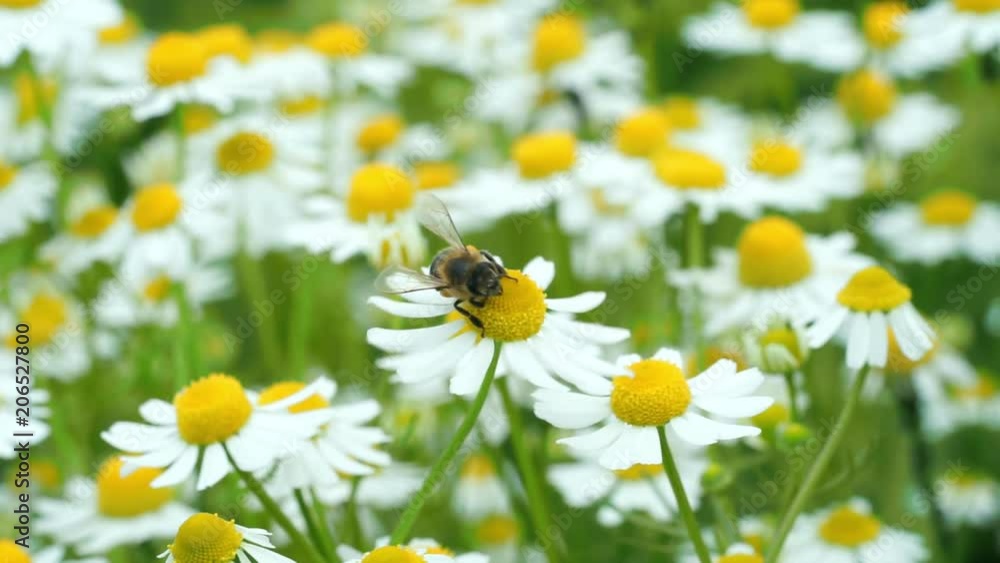 Bee picking pollen chamomile flower. Bee picking pollen chamomile flower.