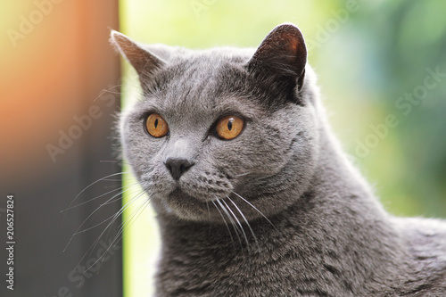 chat british short hair bleu yeux orange