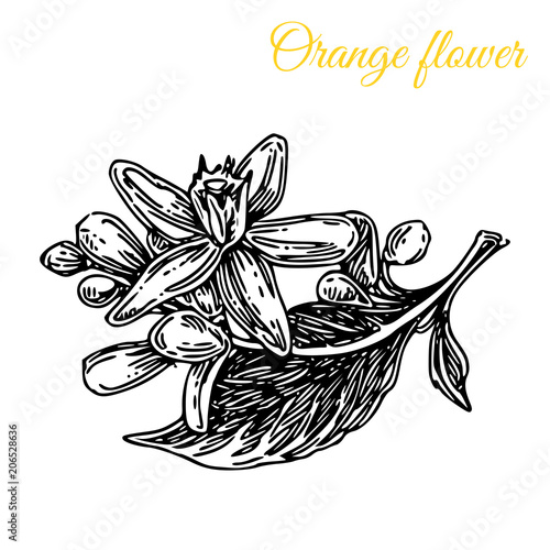 Aroma flowers. Orange flower. Engraving style. Vector ilustration.