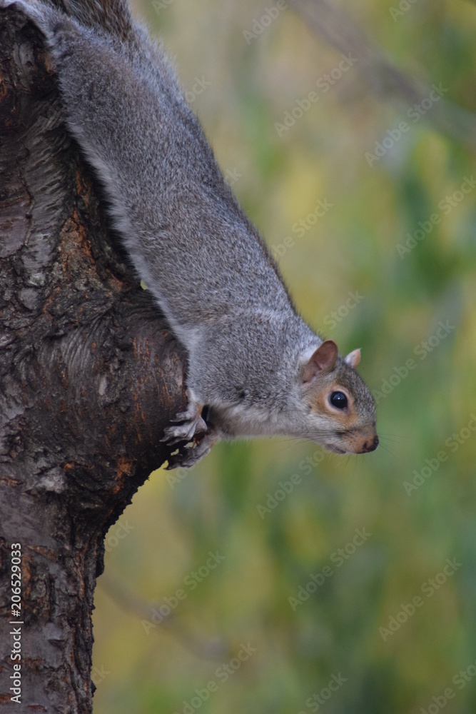 Squirrel Squirrel