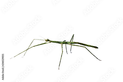 Annam Stick Insect. Annam Walking Stick.