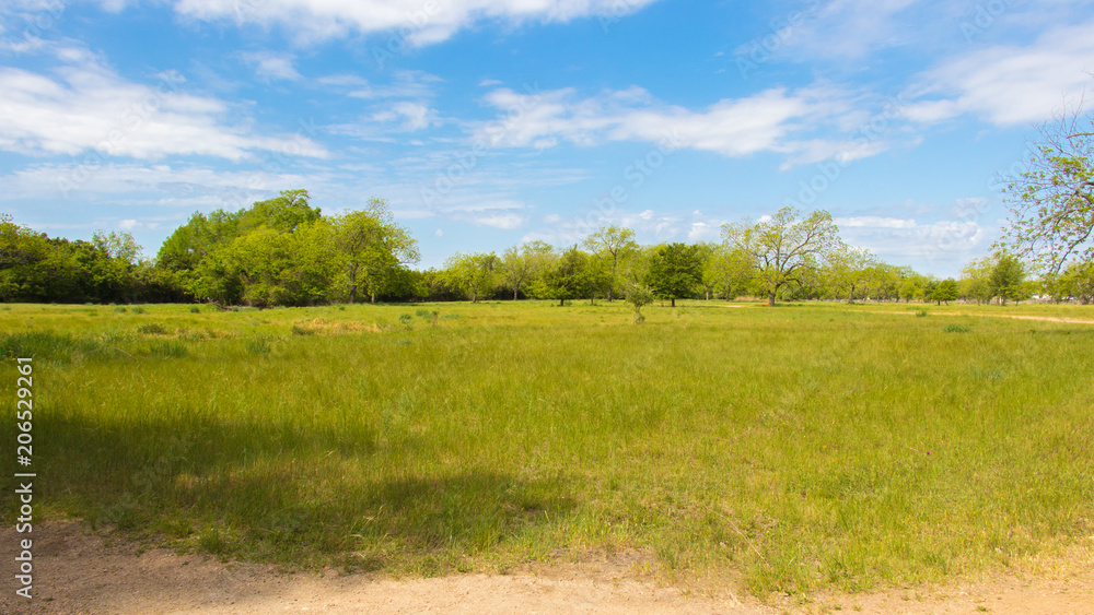 Fototapeta premium blue sky green grass and some white clouds