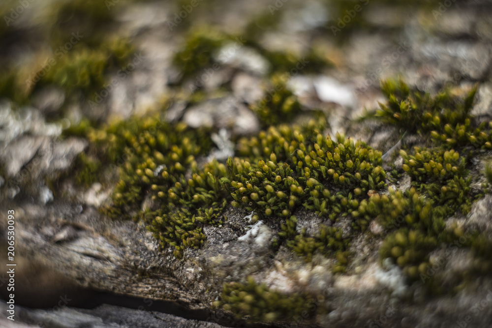 Beautiful colored lichen and moss on a tree branch in the forest Beautiful colored lichen and moss on a tree branch in the forest