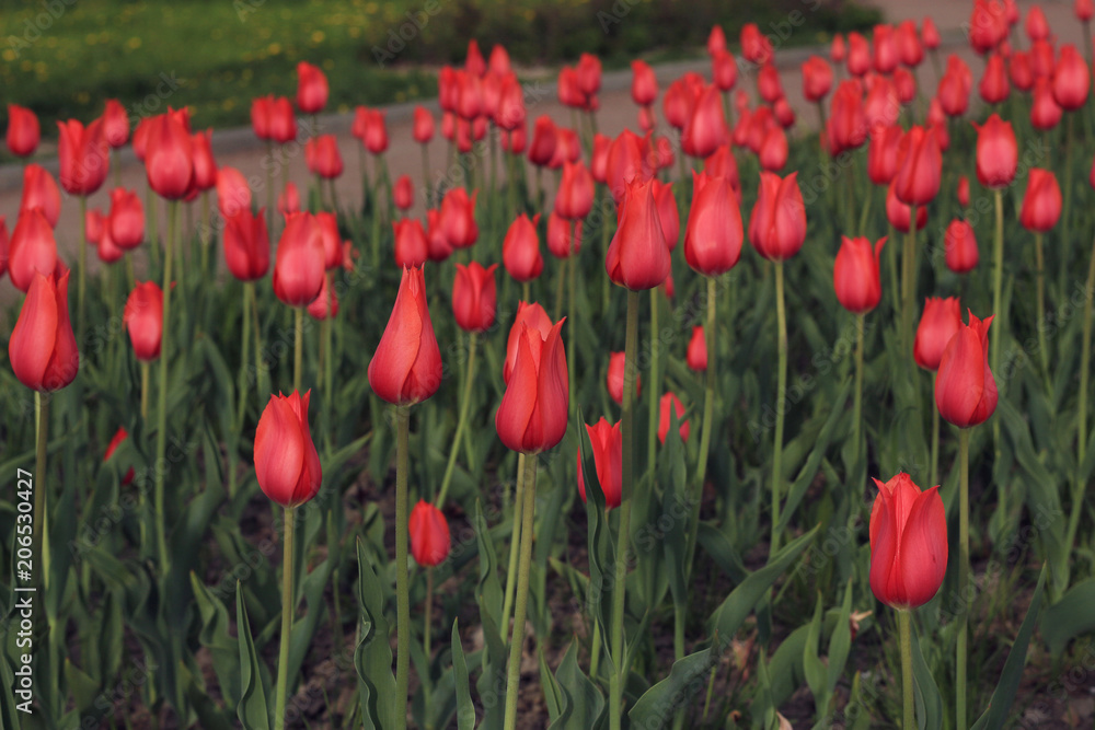 Fototapeta premium field with red tulips