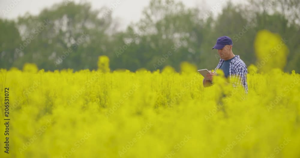 Farmer With Digital Tablet Examining Rape Blossom On Field Farmer With Digital Tablet Examining Rape Blossom On Field