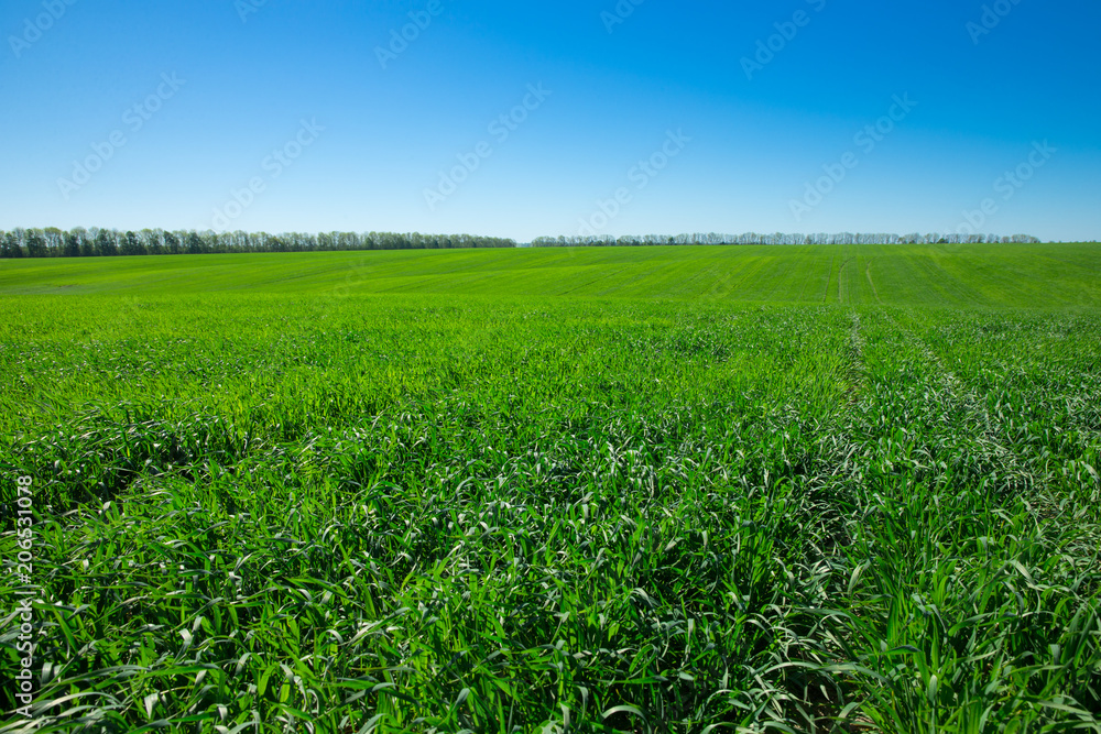 Fototapeta premium green field and blue sky with clouds