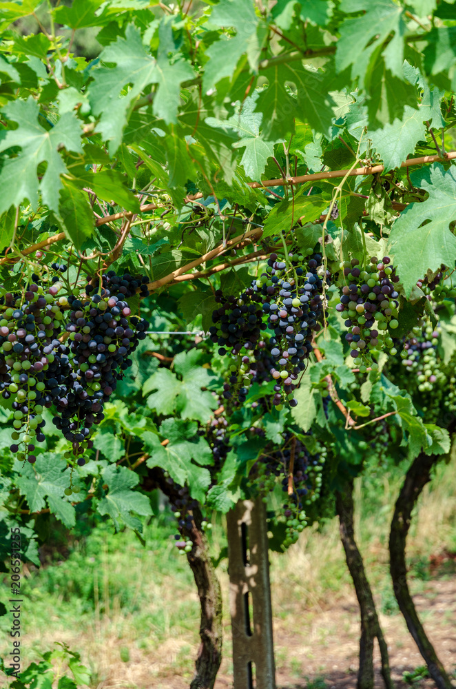 Vines With Clusters Of Grapes