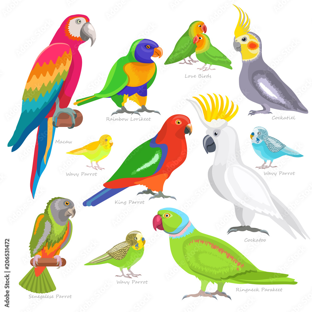 Parrot vector parrotry character and tropical bird or cartoon exotic macaw in tropics illustration set of colorful birdie isolated on white background