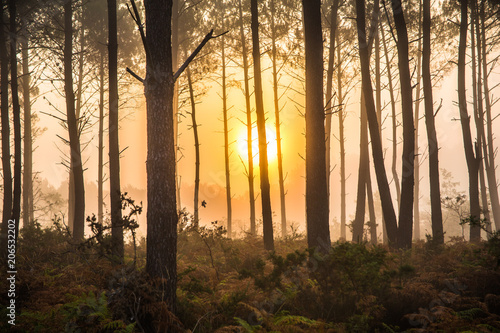 Foggy Morning