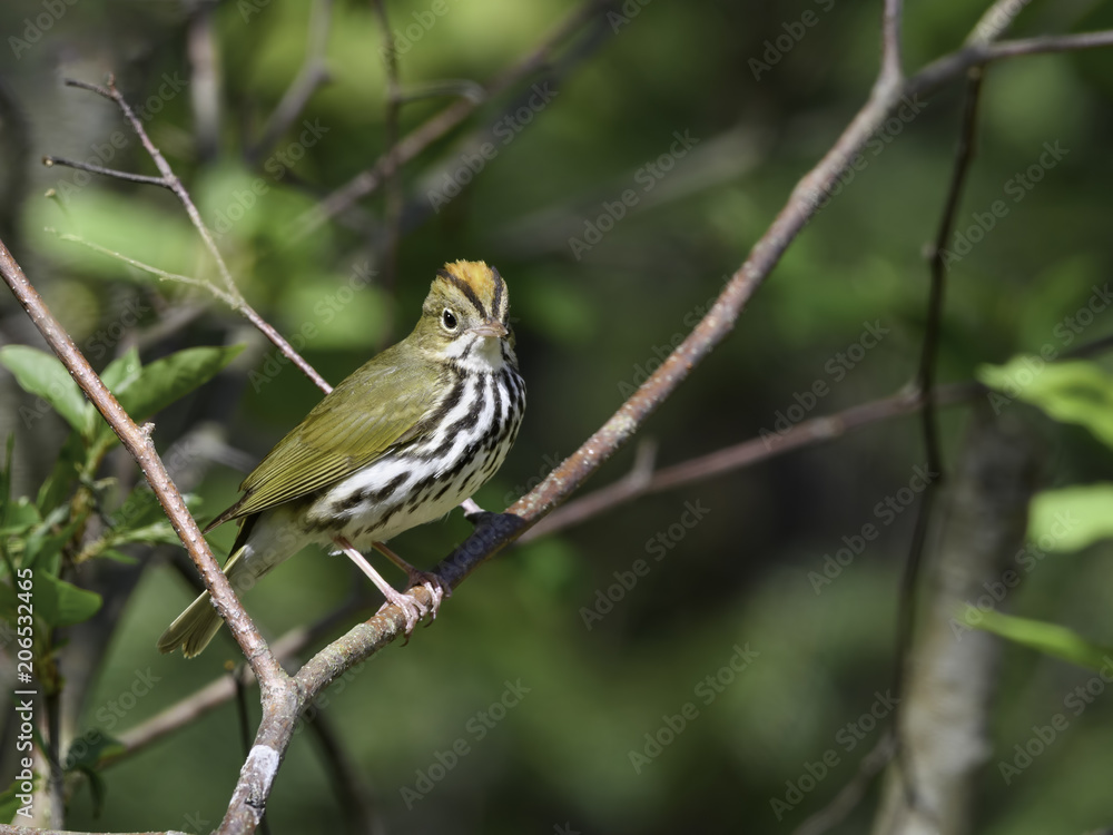 Ovenbird in Spring