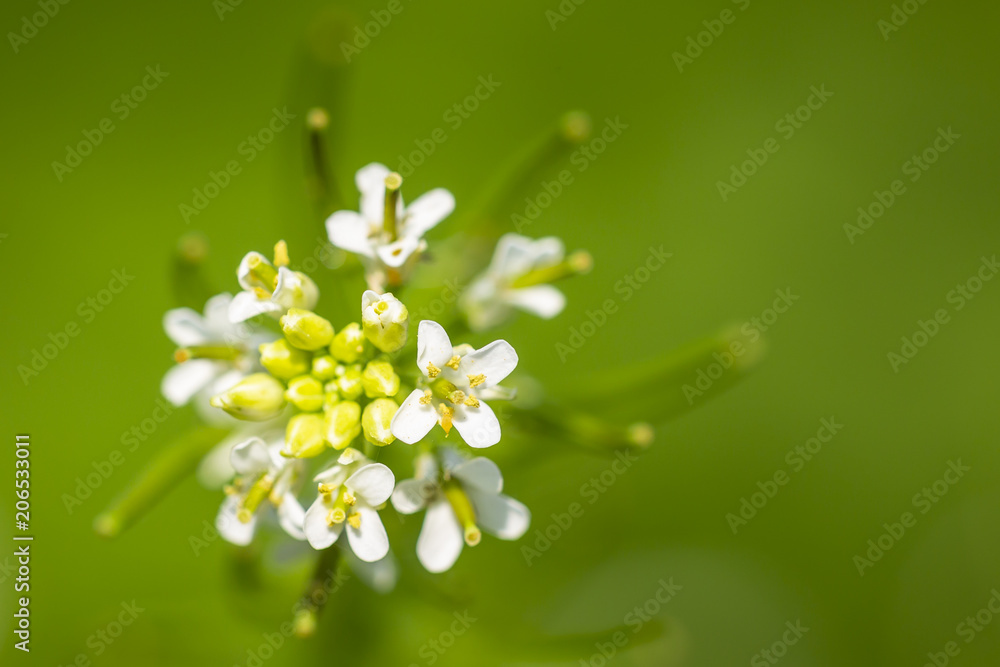Blooming biennial flowering Garlic mustard, Alliaria petiolata Blooming biennial flowering Garlic mustard, Alliaria petiolata