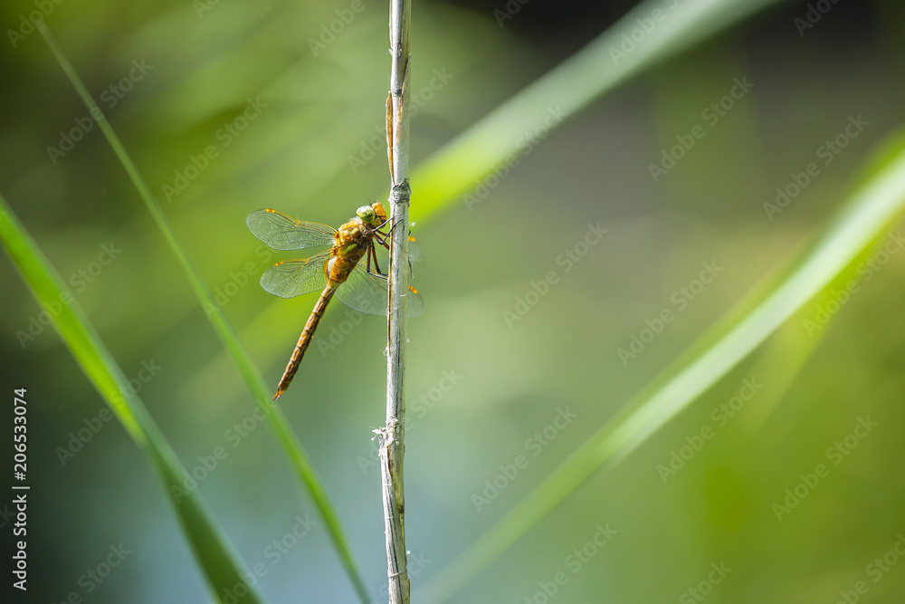 Closeup of a Green-eyed hawker dragonfly, Aeshna isoceles Closeup of a Green-eyed hawker dragonfly, Aeshna isoceles