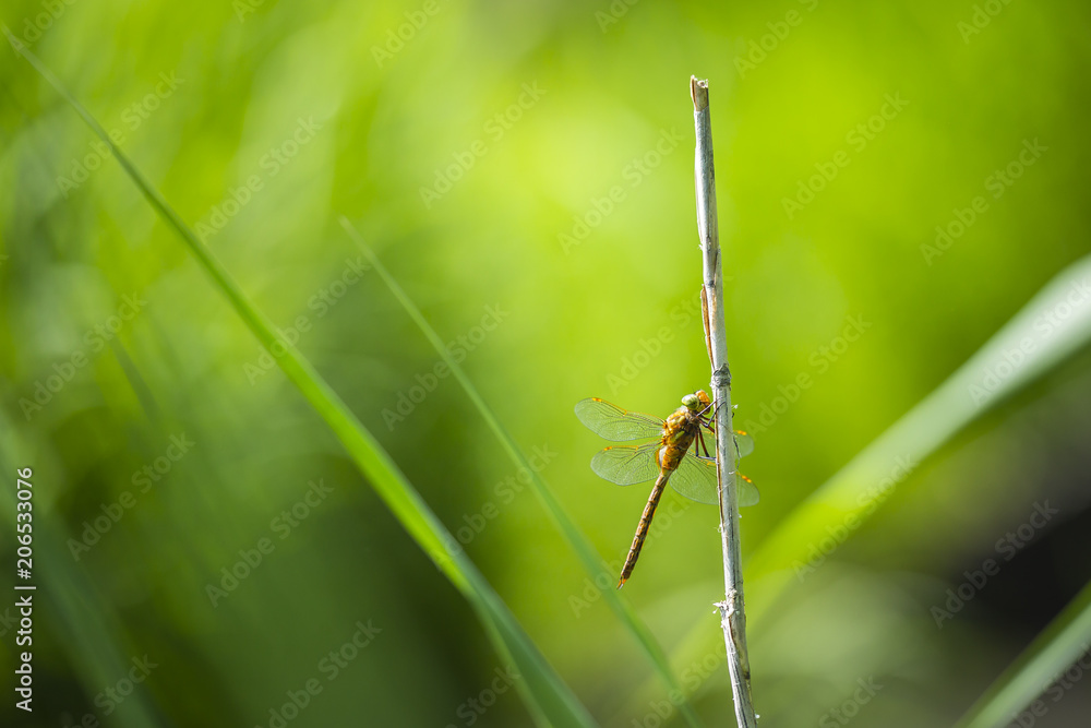 Closeup of a Green-eyed hawker dragonfly, Aeshna isoceles Closeup of a Green-eyed hawker dragonfly, Aeshna isoceles