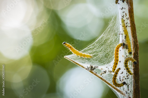 Closeup of a pest larvae caterpillars of the Yponomeutidae family or ermine moths, formed communal webs around a tree.