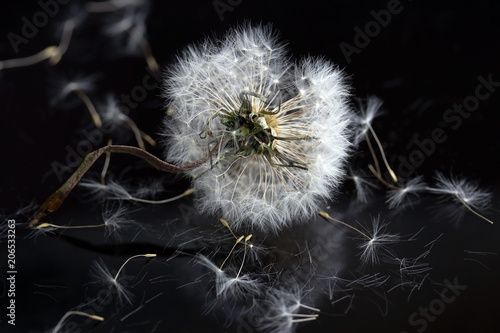 Fototapeta Naklejka Na Ścianę i Meble -  Vergehende Schönheit - Eine Pusteblume auf dunklem Untergrund