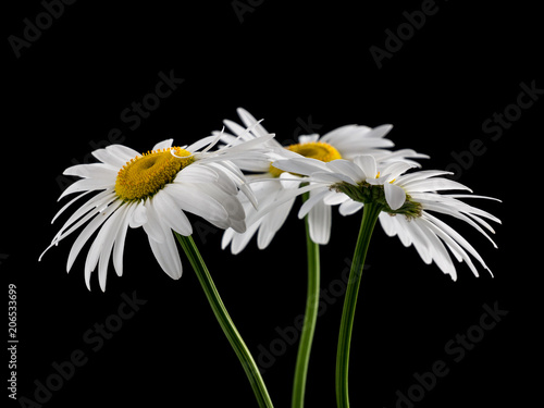Fototapeta Naklejka Na Ścianę i Meble -  Camomile flower on a black background. 