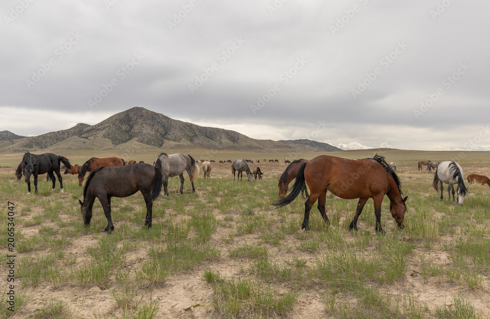 Fototapeta premium Herd of Wild Horses in Utah